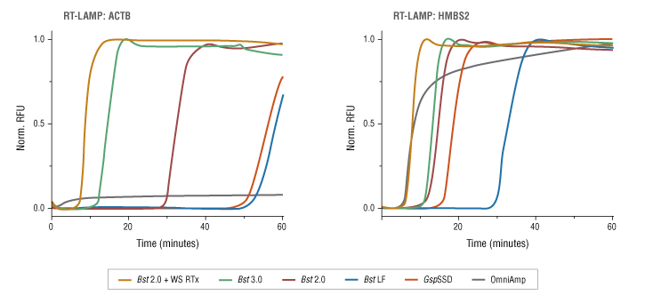 bst 3 0 dna polymerase new england