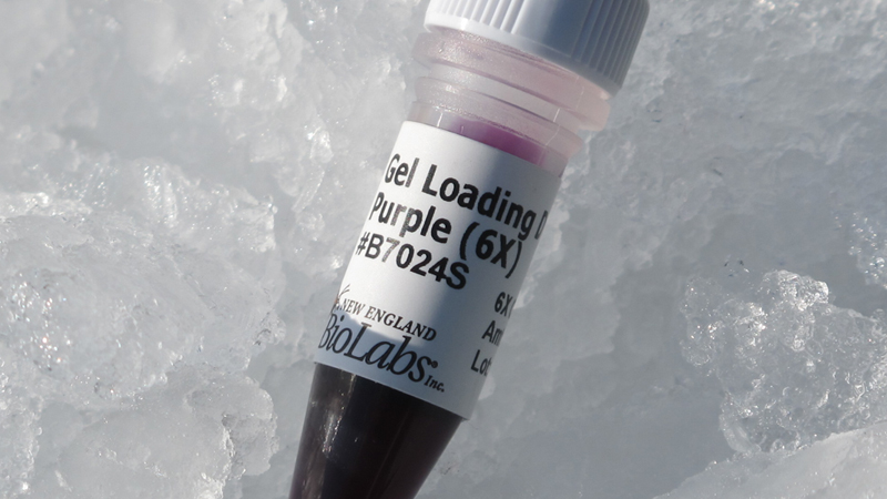 new england biolabs canada