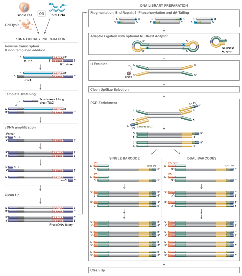 single cell low input rna library prep