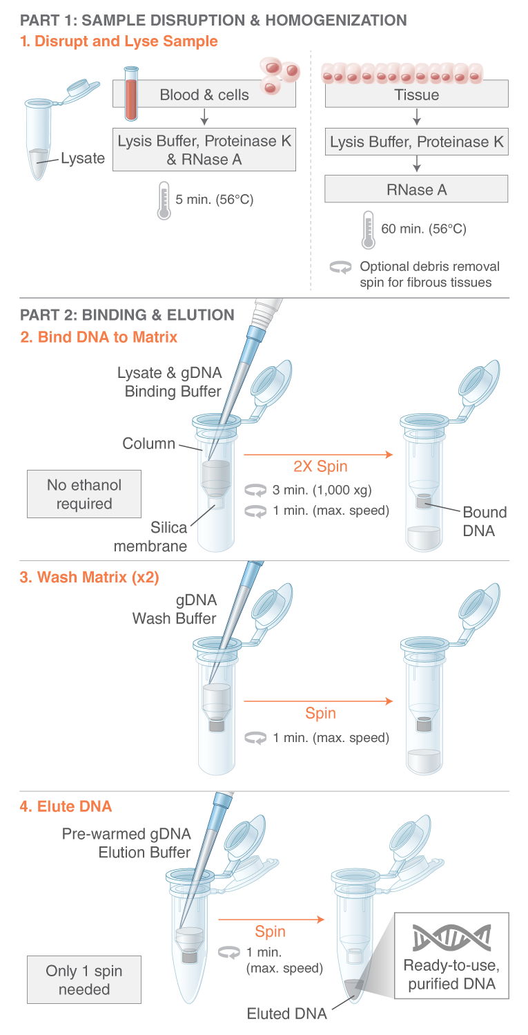 new england biolabs canada