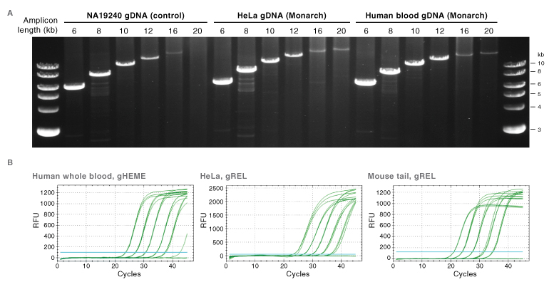 monarch genomic dna purification kit new england biolabs
