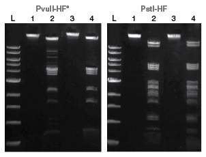 new england biolabs canada