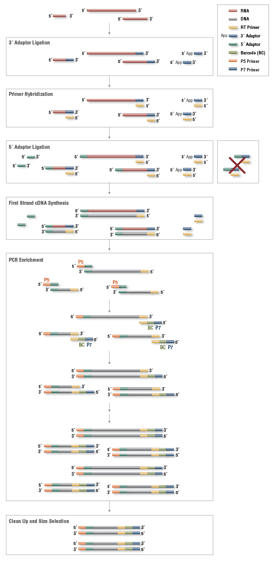 Small RNA Library Preparation Workflow for Illumina