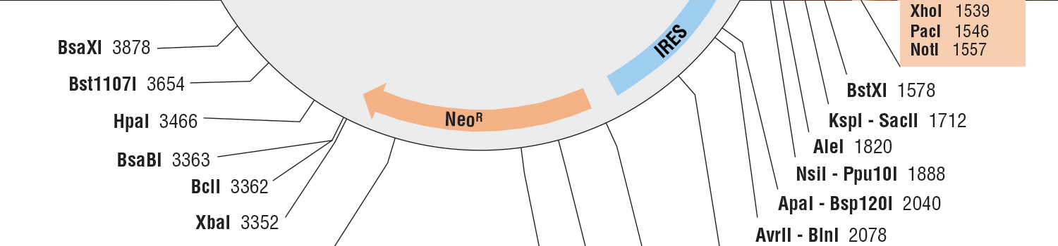 plasmids map