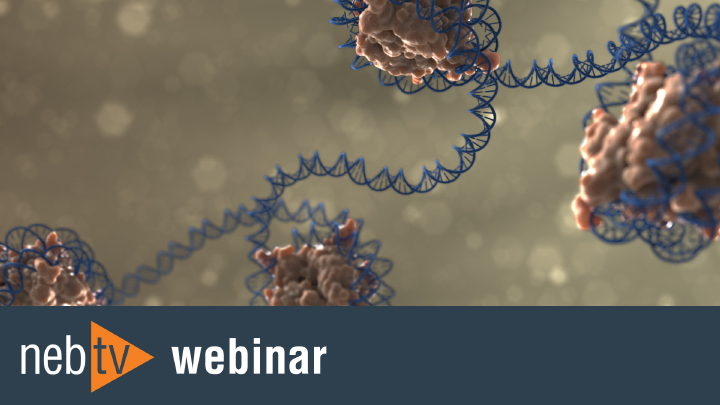 DNA Ligase